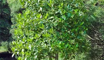 Zum Vergrößern klicken Bildvorschau