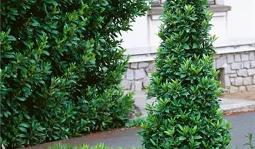 Zum Vergrößern klicken Bildvorschau