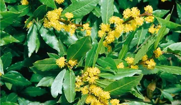 Zum Vergrößern klicken Bildvorschau