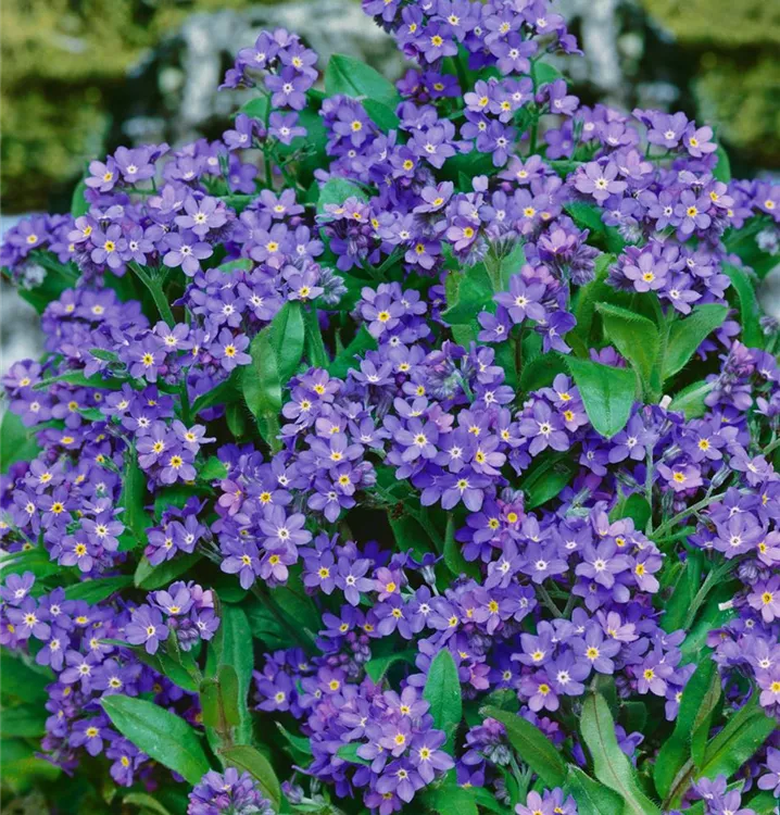 Wald-Vergissmeinnicht