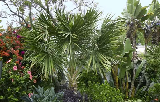 Mexikanische Washingtonpalme Mexikanische Washingtonpalme