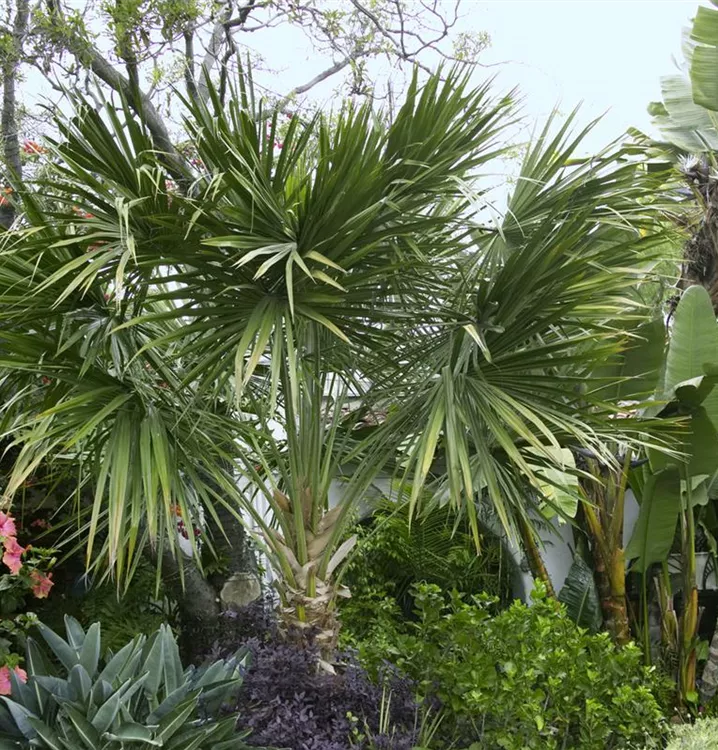 Mexikanische Washingtonpalme