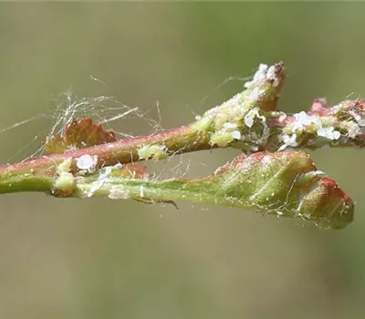 Blattsauger oder Blattfloh an Weißdorn