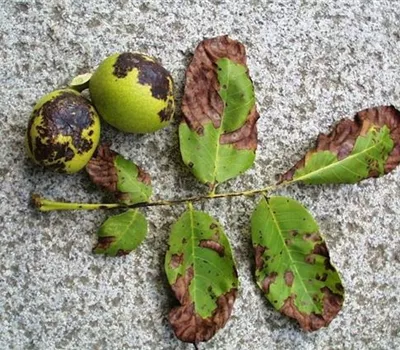 Marssonina-Krankheit an Walnuss