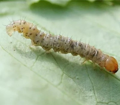 Wurzelbohrer an Salat
