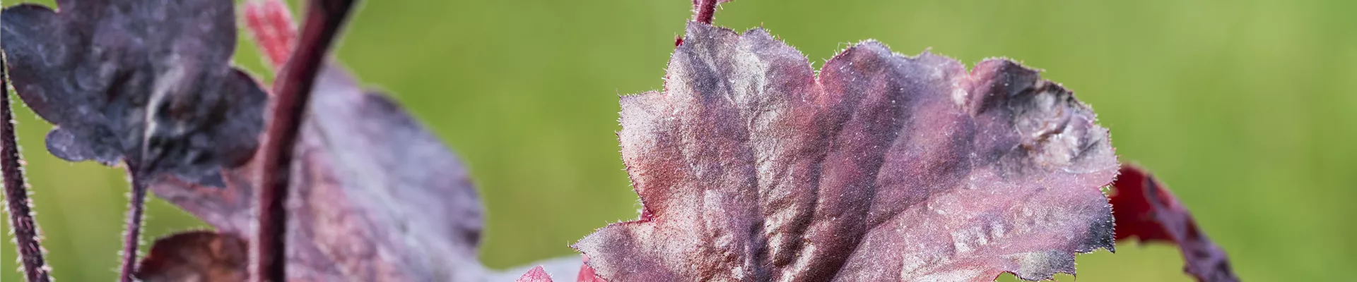 Silberglöckchen - Einpflanzen im Garten (thumbnail).jpg Silberglöckchen - Einpflanzen im Garten (thumbnail).jpg
