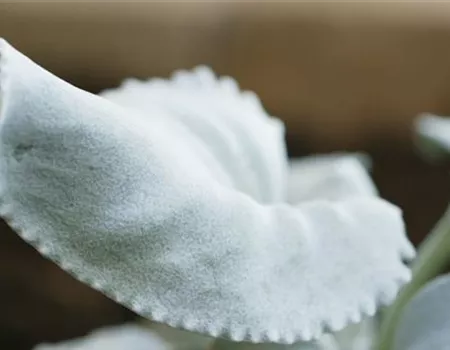 Silberblatt (Senecio) - Einpflanzen im Garten