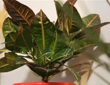 Wunderstrauch - Umtopfen