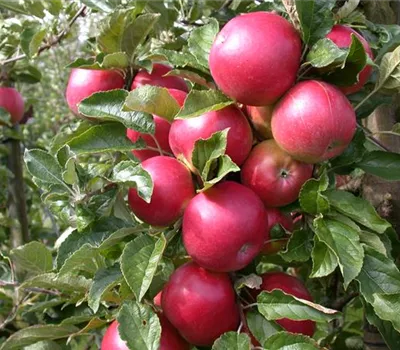 Obstbäume veredeln – frische neue Früchte Obstbäume veredeln – frische neue Früchte
