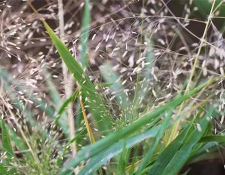 Liebesgras - Einpflanzen im Garten