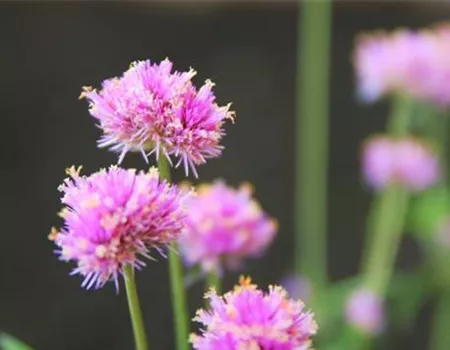 Echter Kugelamarant (Gomphrena) - Einpflanzen im Garten