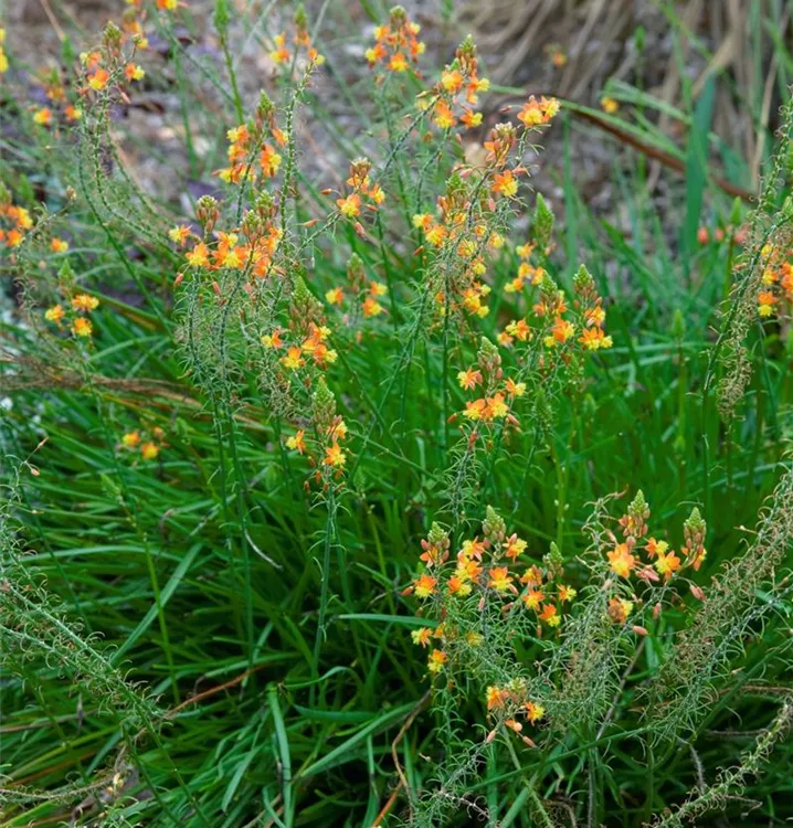 Katzenschwanzpflanze