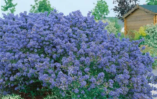 Säckelblume