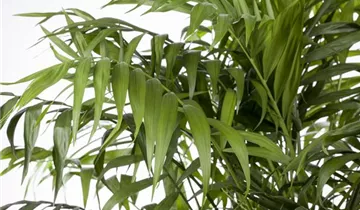 Zum Vergrößern klicken Bildvorschau