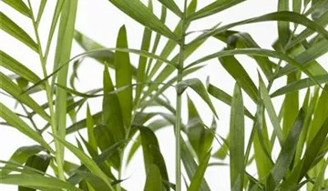 Zum Vergrößern klicken Bildvorschau