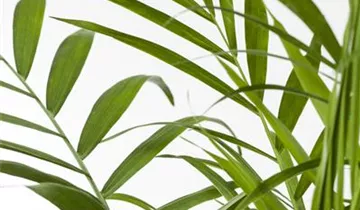 Zum Vergrößern klicken Bildvorschau