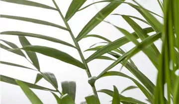 Zum Vergrößern klicken Bildvorschau