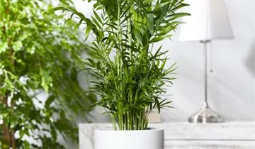 Zum Vergrößern klicken Bildvorschau