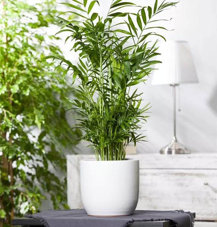 Mexikanische Bergpalme Mexikanische Bergpalme