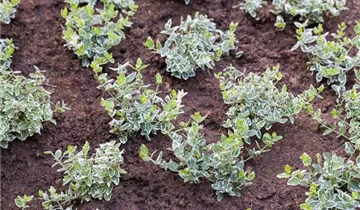 Zum Vergrößern klicken Bildvorschau