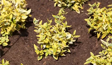 Zum Vergrößern klicken Bildvorschau