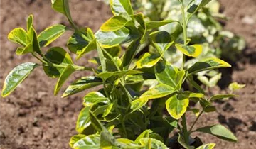 Zum Vergrößern klicken Bildvorschau