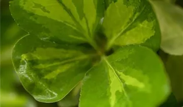 Zum Vergrößern klicken Bildvorschau