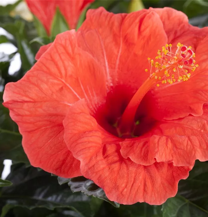 Chinesischer Roseneibisch