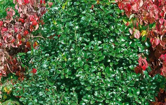 Großblatt-Stechpalme Großblatt-Stechpalme