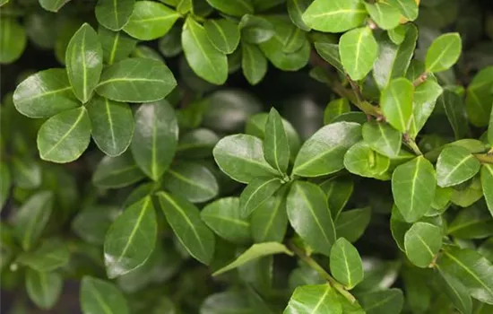 Japan-Stechpalme Japan-Stechpalme