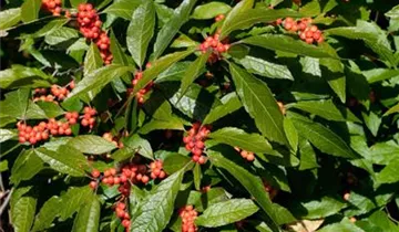 Zum Vergrößern klicken Bildvorschau