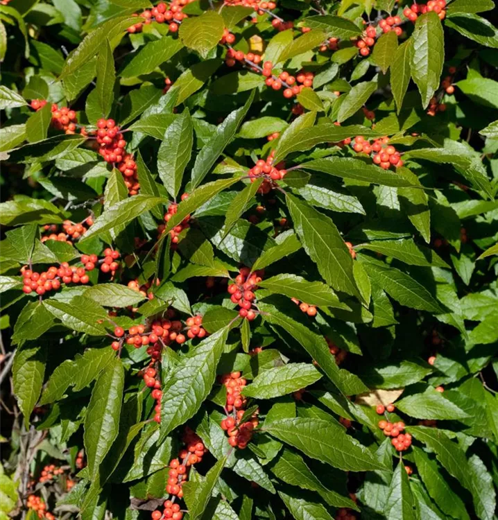 Korallenhülse Korallenhülse