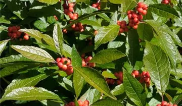 Zum Vergrößern klicken Bildvorschau