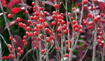 Zum Vergrößern klicken Bildvorschau