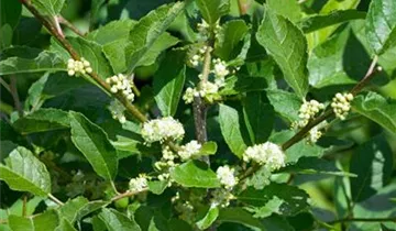 Zum Vergrößern klicken Bildvorschau