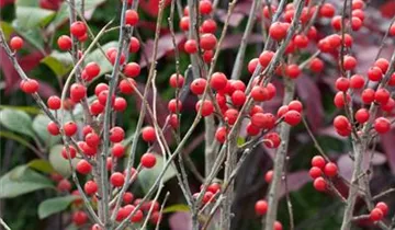 Zum Vergrößern klicken Bildvorschau