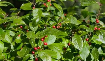 Zum Vergrößern klicken Bildvorschau