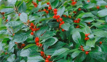 Zum Vergrößern klicken Bildvorschau