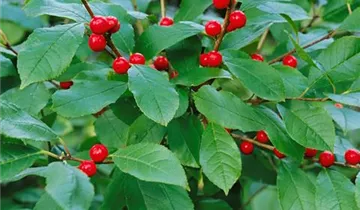 Zum Vergrößern klicken Bildvorschau