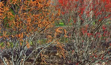 Zum Vergrößern klicken Bildvorschau