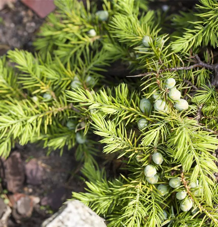 Strand-Wacholder 'Allgold'