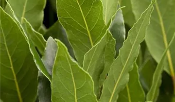 Zum Vergrößern klicken Bildvorschau