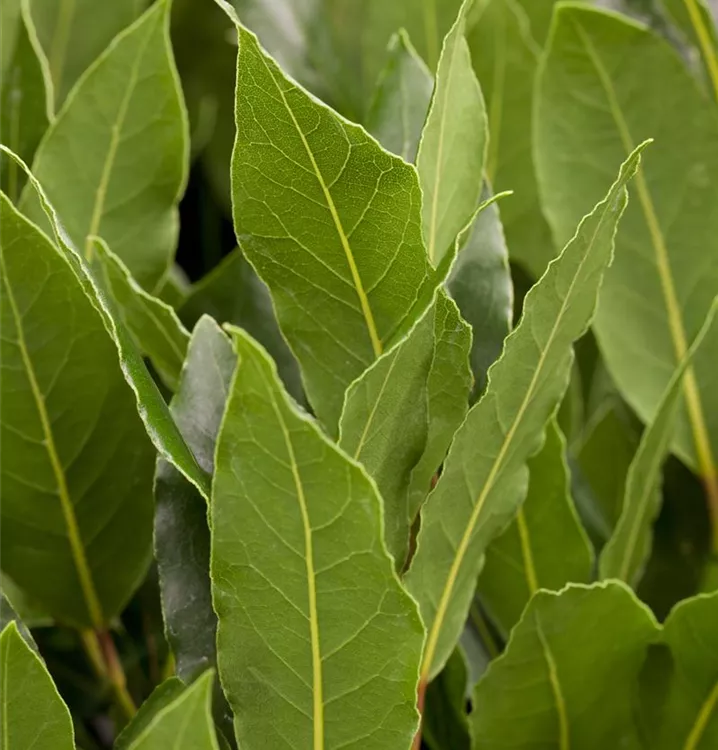 Lorbeerbaum Lorbeerbaum