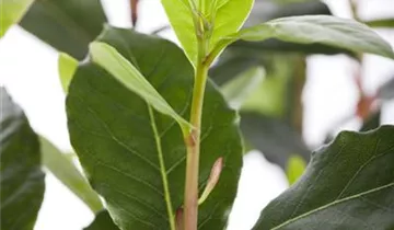 Zum Vergrößern klicken Bildvorschau