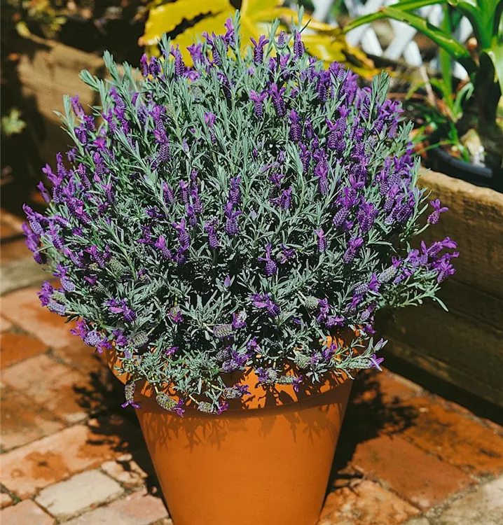Gezähnter Lavendel