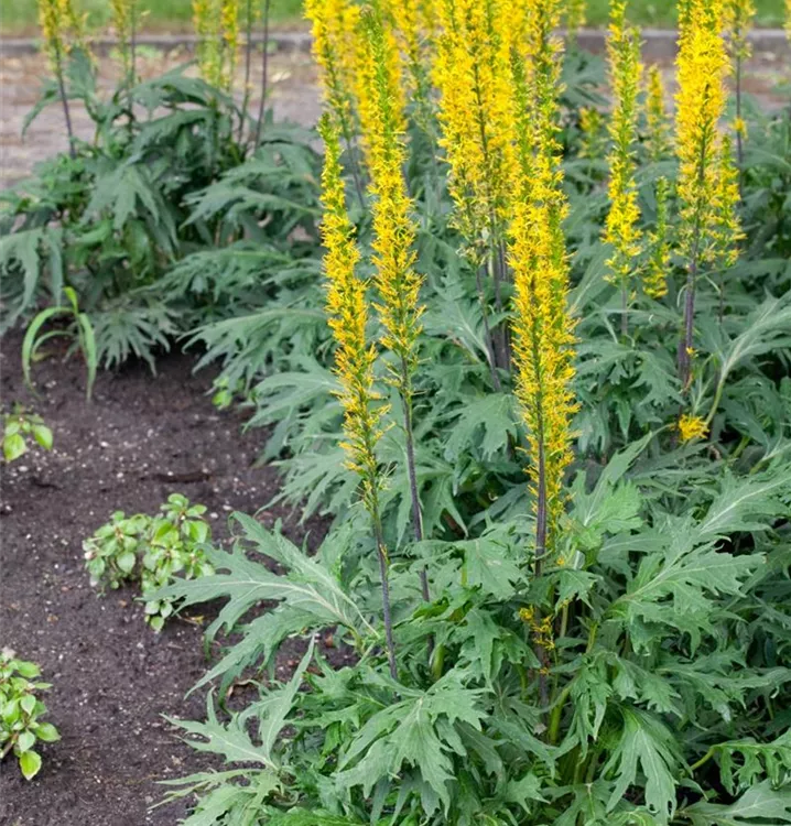 Przewalskis Kerzen-Goldkolben