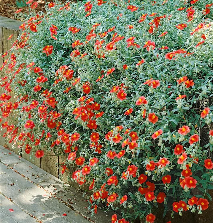 Garten-Sonnenröschen