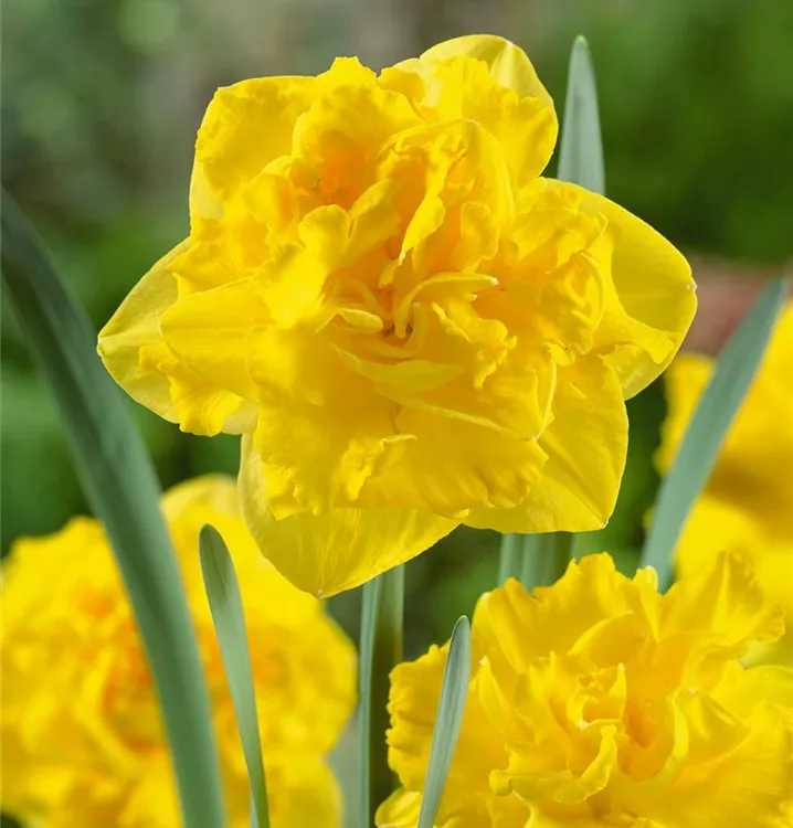 Trompeten-Narzisse 'Gold Medal'