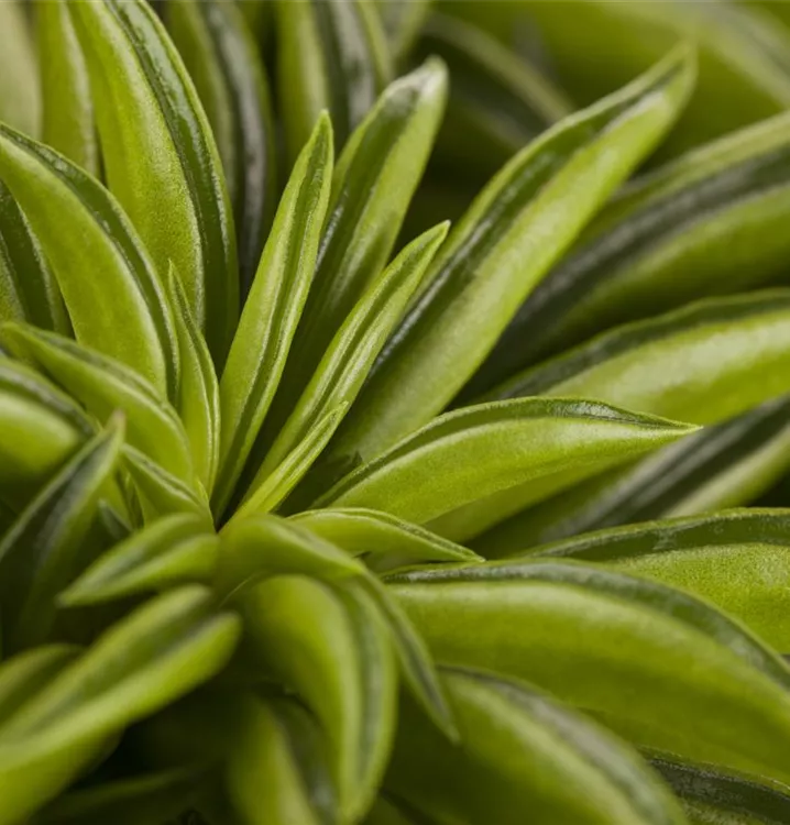 Peperomie 'Happy Bean'