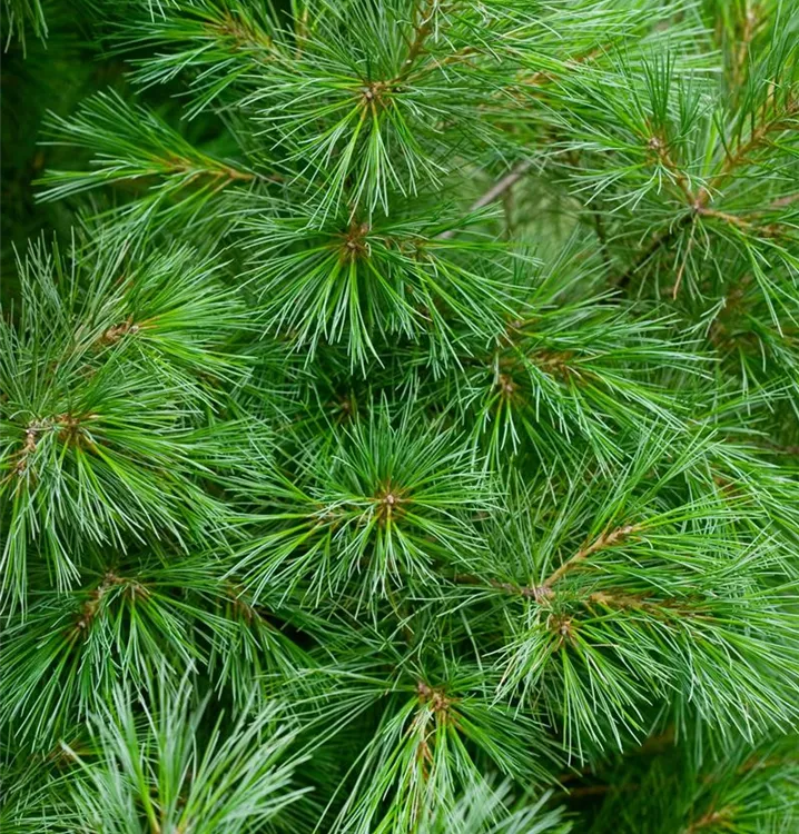 Weymouths-Kiefer 'Blue Shag'